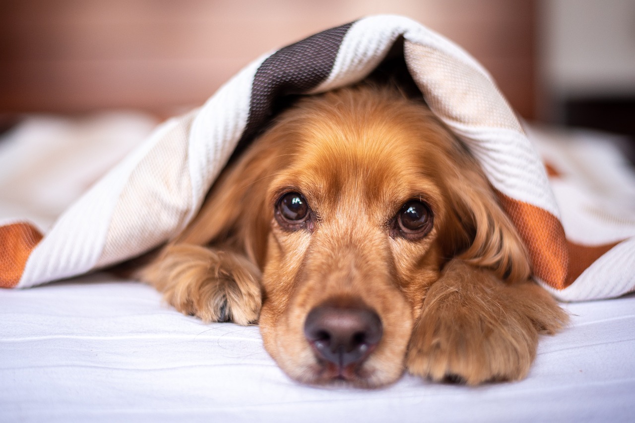 english cocker spaniel, nature, dog, puppy, blanket, pet, pup, young dog, animal, domestic dog, purebred, furry, canine, mammal, friend, cute, adorable, bed, bedroom, portrait